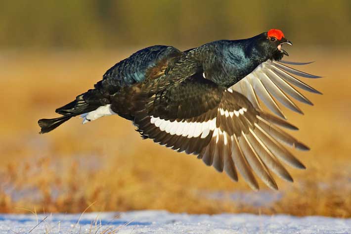 Mê mẩn trước bộ lông của gà gô đen