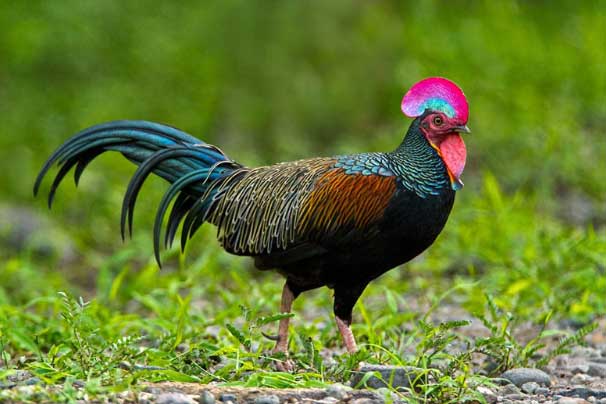 Bộ lông siêu đẹp của loài gà rừng chỉ có ở Indonesia - Tạp chí Doanh ...