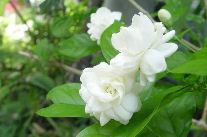 Vườn nhà có 3 loại cây này rắn say như điếu đổ, đặc biệt loại cây số 2