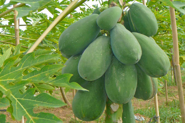 Tác hại của đu đủ xanh rất ít người biết