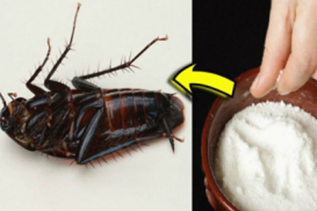 Trong nhà gián tung tăng đi lại: Chỉ cần dùng thứ này “1 phát hạ cả trăm” không tốn tiền, không lo độc hại