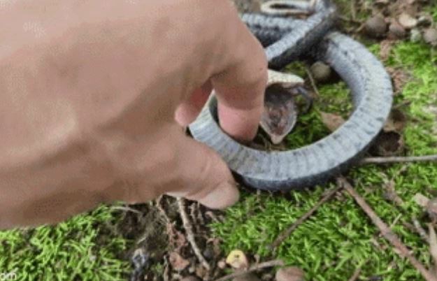 Thợ săn lật tẩy chiêu trò của rắn mũi hếch: Giả chết để qua mặt kẻ săn mồi