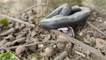 Thợ săn lật tẩy chiêu trò của rắn mũi hếch: Giả chết để qua mặt kẻ săn mồi - Ảnh 1.