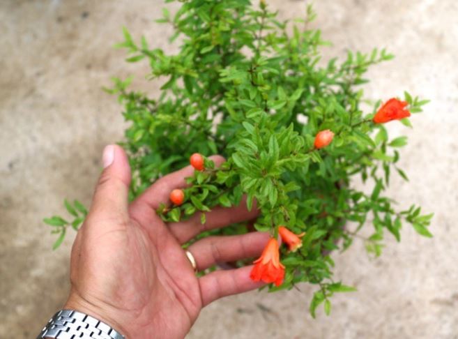 Tổ tiên dặn: “Trong nhà trồng ngũ hoa, hoa cười người vượng”, con cháu 3 đời chẳng sợ nghèo