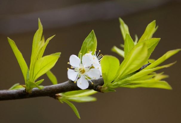 Các cụ bảo: 6 dấu hiệu điềm lành có thể đến cửa, khí vượng đi lên, gia chủ đón tài lộc vượng