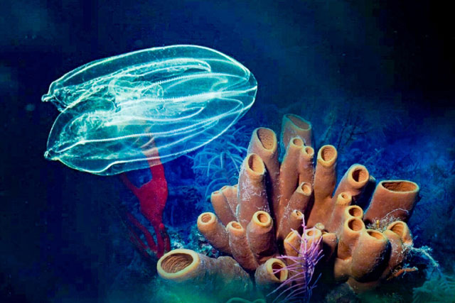 Bất ngờ với chân dung “ông tổ” 700 triệu tuổi của chúng ta