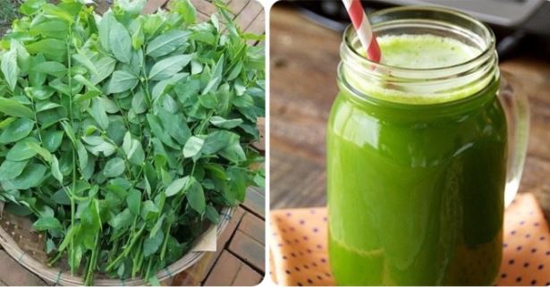 Tác hại của nước rau ngót sống