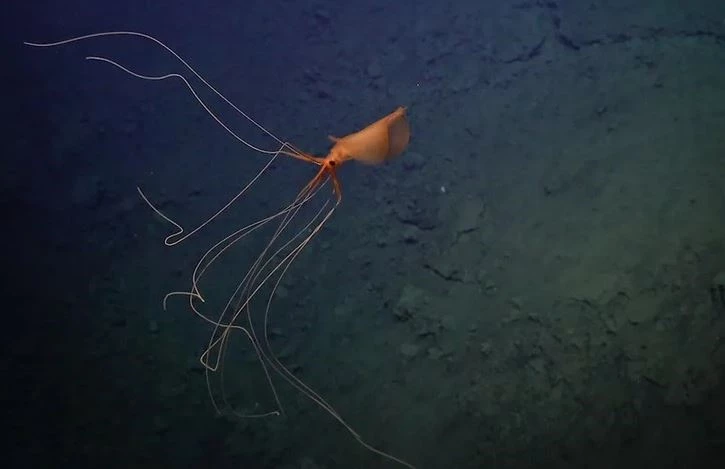 Đoạn phim đã ghi lại hình ảnh đáng kinh ngạc của một con mực vây lớn cực kỳ hiếm ở độ sâu của Đại Tây Dương. Chúng có vẻ ngoài giống người ngoài hành tinh với những xúc tu dài kỳ dị.
