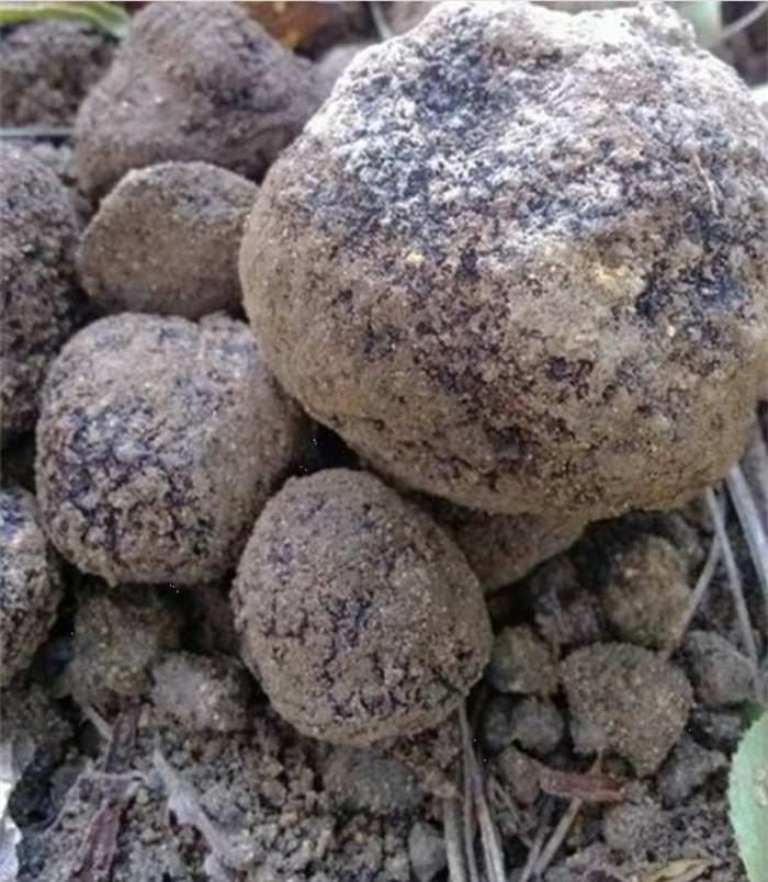 Lão nông đào được &quot;hòn đá&quot; đen xì tỏa mùi thơm, chuyên gia: 1 tỷ chỉ mua được 2 kg - Ảnh 2.