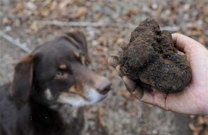 Lão nông đào được &quot;hòn đá&quot; đen xì tỏa mùi thơm, chuyên gia: 1 tỷ chỉ mua được 2 kg - Ảnh 3.