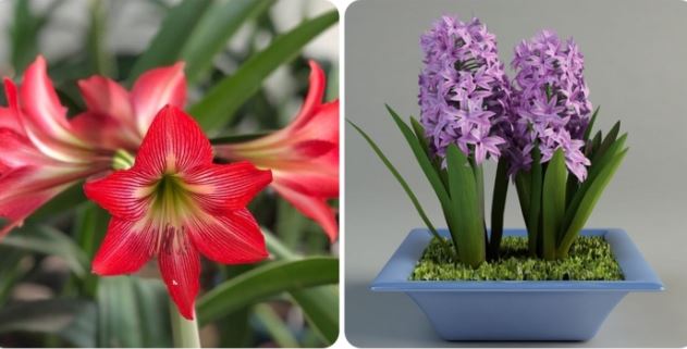 7 loại cây cảnh 'đẹp mà độc' không nên trồng trong nhà