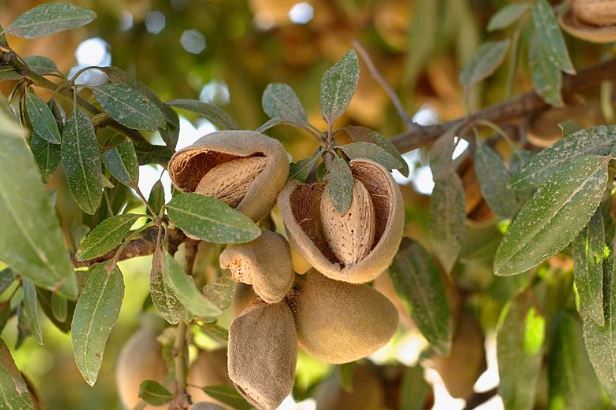 Ăn 1 nắm nhỏ hạt này mỗi ngày, vừa no lâu, giảm cân còn trẻ ra trông thấy