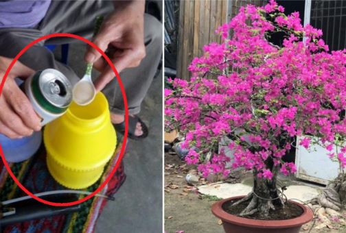 Tưới hoa giấy dùng nước lã chưa đủ: Hoà thêm thứ này vào hoa nở bung từ gốc đến ngọn, rực rỡ quanh năm