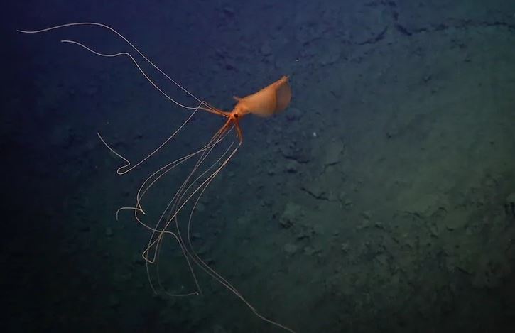 Mực vây lớn khổng lồ cực hiếm dưới biển sâu