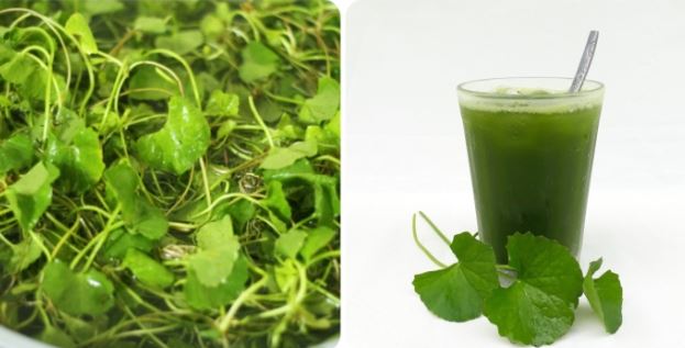Những tác hại của rau má khi dùng sai cách