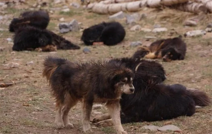 Chó ngao Tây Tạng đang hình thành những 'quân đoàn' đánh gấu nâu, báo tuyết, sói để kiếm thức ăn - Ảnh 1.