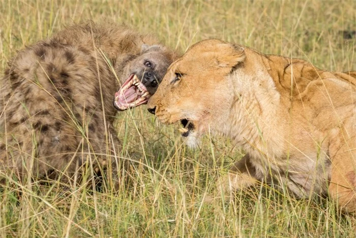 Tại sao sư tử và linh cẩu luôn tỏ ra bất hòa với nhau?  - Ảnh 2.