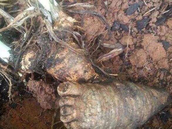 Lão nông báo tin phát hiện "vật thể hình bàn chân", chuyên gia: "Bán nó sẽ có tiền"