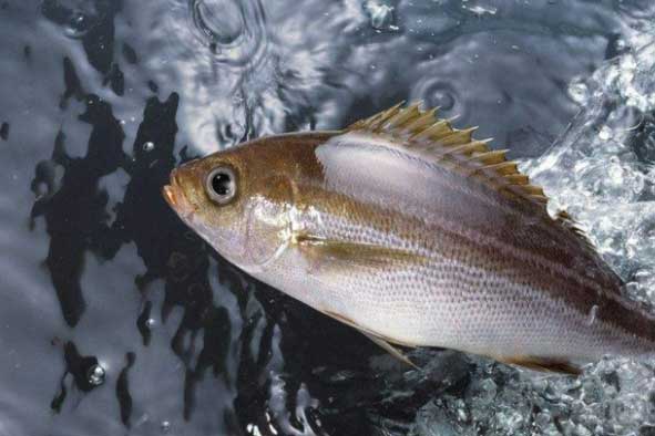 Trái tim là "động cơ" của cơ thể con người, ăn thêm 3 thực phẩm này sẽ giúp dưỡng tim, khỏe mạch