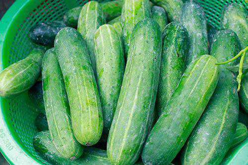 Cách chọn dưa chuột ngon, thơm, đặc, không đắng