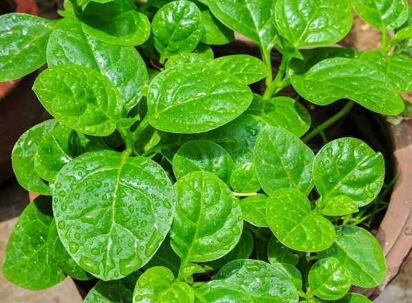 Những " đại kỵ " khi ăn rau mồng tơi cần bỏ ngay