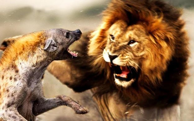 Tại sao sư tử và linh cẩu luôn tỏ ra bất hòa với nhau?
