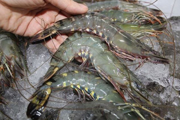 Tôm mua về đừng vội cho vào tủ lạnh: Hòa gia vị này vào bảo quản để cả tháng vẫn tươi nguyên