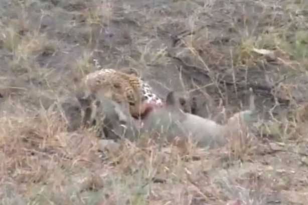 Clip: Lợn rừng chết thảm vì bị báo cắn cổ