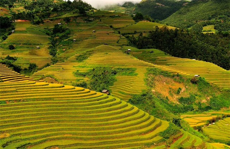 Ruộng bậc thang xếp tầng tầng, lớp lớp tại La Pán Tẩn với hình dáng như chiếc mâm được gọi là “ mâm xôi vàng”. Ảnh: Diem Dang Dung.