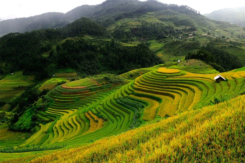 Đây là điểm độc đáo thu hút khách du lịch trong và ngoài nước đến với Mù Cang Chải, nhất là trong mùa lúa chín vào trung tuần tháng 9 kéo dài đến trung tuần tháng 10 hàng năm. Ảnh: Diem Dang Dung.