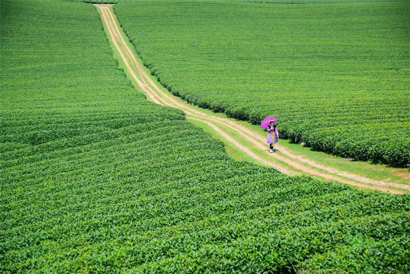 Đồi chè Trái Tim tọa lạc ở nông trường Mộc Châu, huyện Mộc Châu, tỉnh Sơn La, Việt Nam. Ảnh: Tripnow.