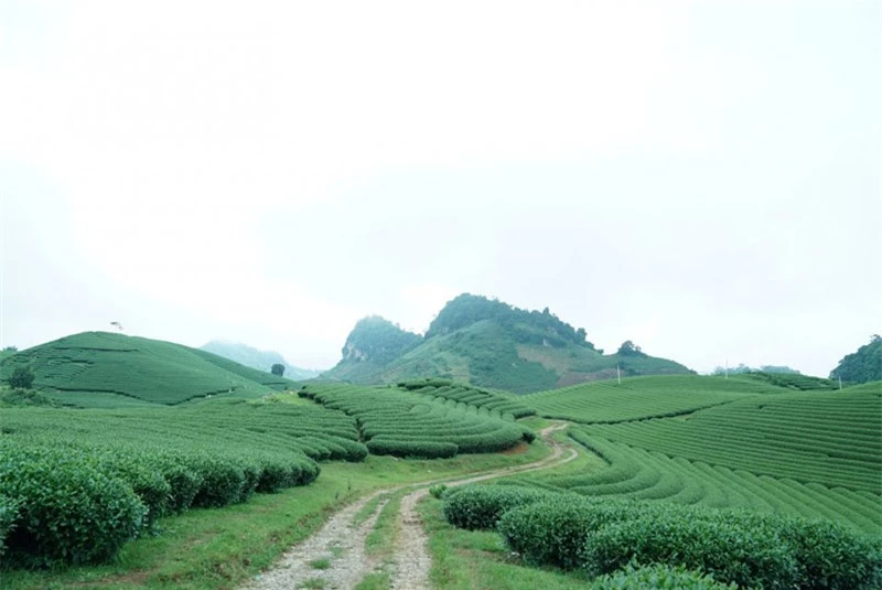 Để đi tới nông trường chè trái tim thì các bạn phải bắt đầu đi từ thị trấn cũ. Nếu tính tâm là Khách sạn Công đoàn hoặc ngã ba Mộc Châu, đi theo quốc lộ 43 (đường 6 cũ) qua chợ 70 một đoạn khoảng hơn 1km thì rẽ trái vào ngã ba (không có biển) để đi đến tiểu khu mía đường và xã Tân Lập. Ảnh: Senhong.