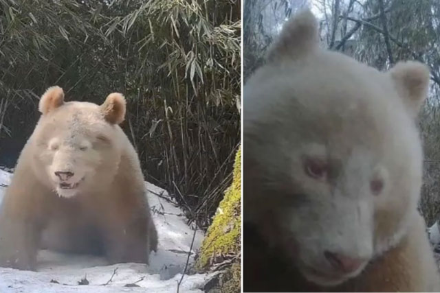 Trung Quốc lại phát hiện gấu trúc trắng tại khu bảo tồn Tứ Xuyên