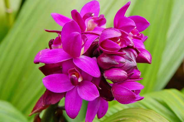 Lan chu đình - Loài hoa đẹp được dùng làm thuốc