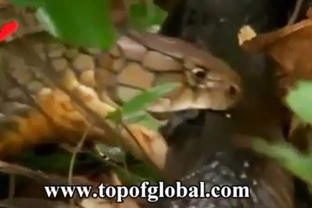 Clip: Hổ mang chúa hạ sát rắn mamba đen trong “một nốt nhạc”