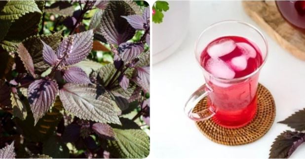 5 'đại kỵ' khi dùng lá tía tô ít người biết