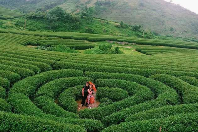 “Viếng thăm” đồi chè độc nhất vô nhị ở Việt Nam