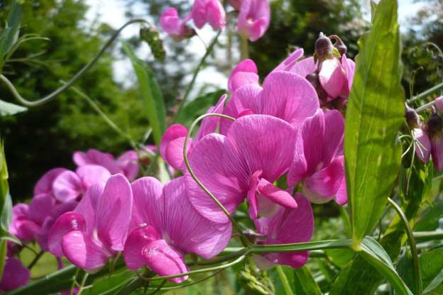 Vẻ đẹp của loài hoa có mùi thơm bậc nhất thế giới