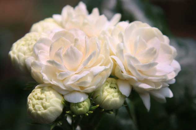 Ngắm vẻ đẹp thuần khiết của loài hoa thơm thứ 2 thế giới