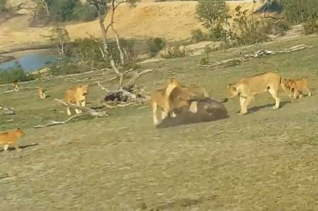 Clip: Đàn sư tử cùng nhau cắn xé trâu rừng con