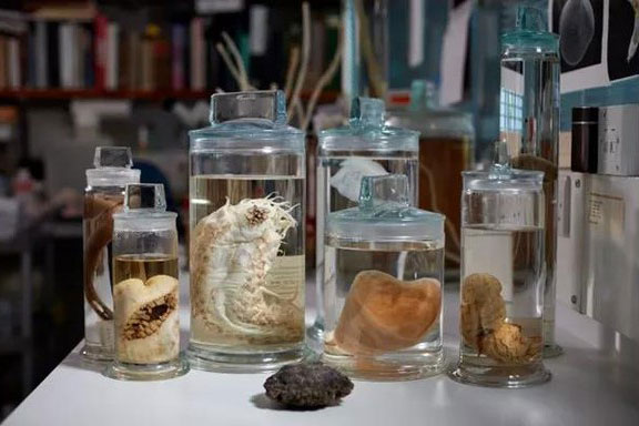 Nơi Thái Bình Dương nứt vỡ, 5.000 loài mới xuất hiện