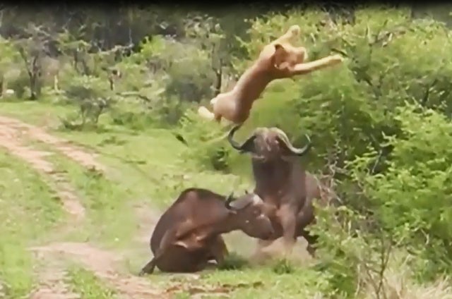 Trâu rừng húc bay sư tử, giải cứu đồng loại ngoạn mục