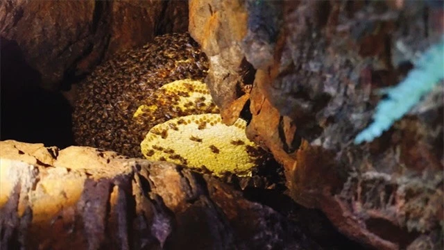 Ngược ngàn rong ruổi săn mật ong rừng - Ảnh 4.