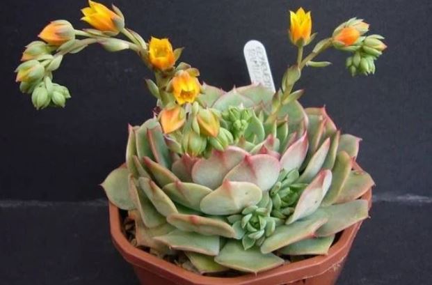 Trong nhà có 4 loại cây này nở hoa là ‘điềm gở’, gia chủ sắp gặp nhiều phiền toái