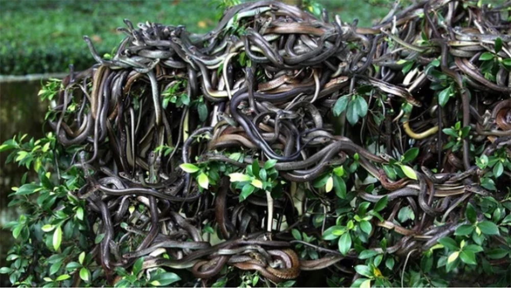 Hòn đảo có hàng trăm nghìn con rắn độc, nơi loài người không dám đặt chân - Ảnh 3.