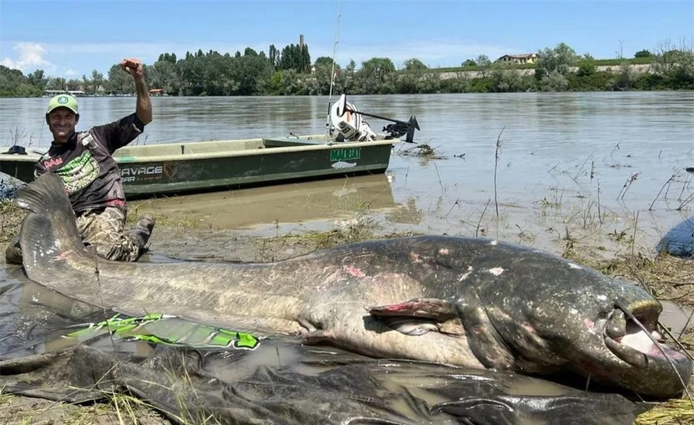 Video thủy quái cá da trơn bị bắt tại Italy - Ảnh 1.