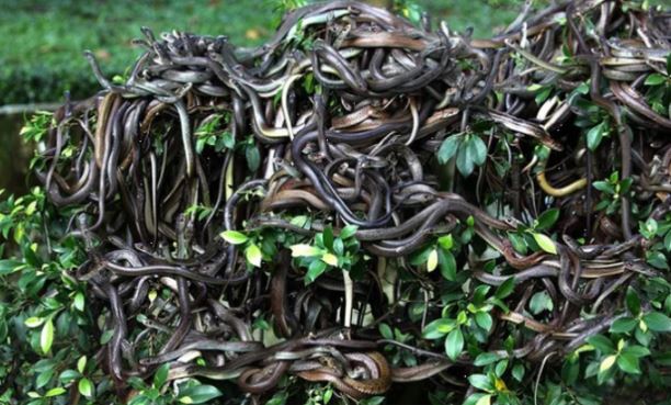 Hòn đảo có hàng trăm nghìn con rắn độc, nơi loài người không dám đặt chân