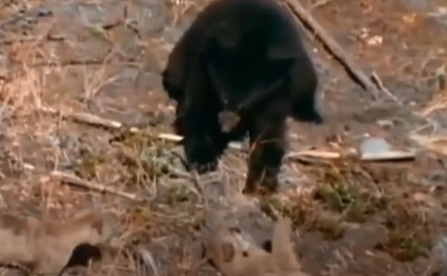 Video: Tát báo con ngã ra đất, gấu đen bị báo mẹ đuổi lên tận ngọn cây