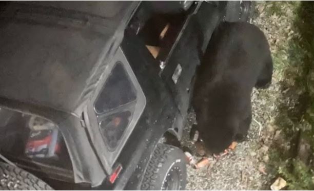 Mê nước giải khát, gấu đen phá cửa kính ô tô quậy tưng bừng