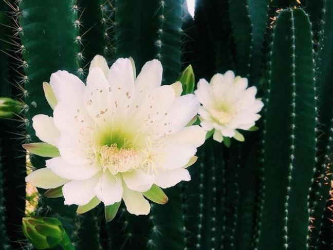 4 loại hoa có thể là ‘tai họa’ đừng dại để trong nhà: Số 1 nhiều người thấy đẹp nên vô tình rước về